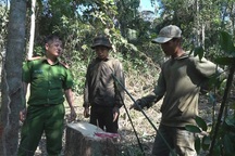 Đắk Lắk: Phát hiện thêm một vụ phá rừng