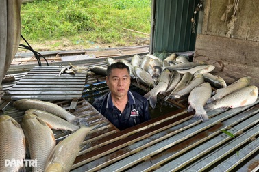 Nhận định nguyên nhân hơn 8,6 tấn cá lồng chết bất thường trên sông Lam