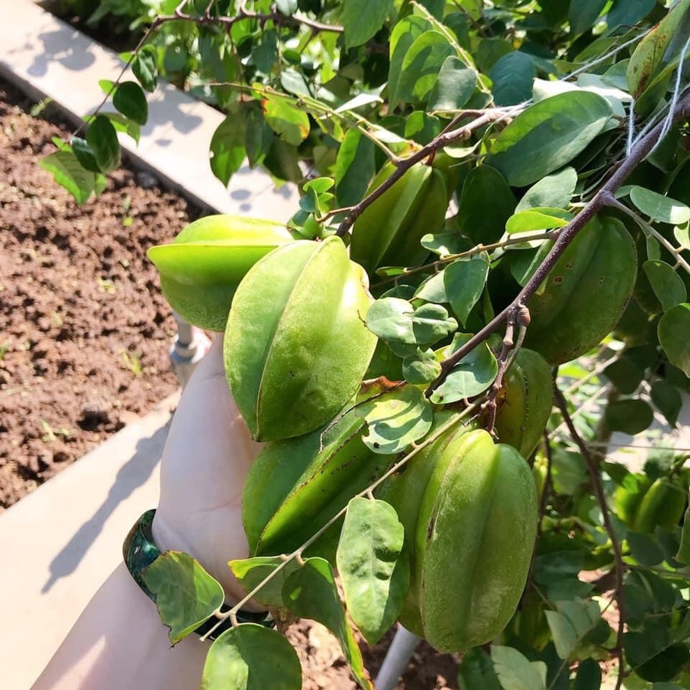 Gia đình Hà Nội đưa quê về phố, làm vườn rau xanh mát trên nóc nhà - 6 Gia đình Hà Nội đưa quê về phố, làm vườn rau xanh mát trên nóc nhà - 6