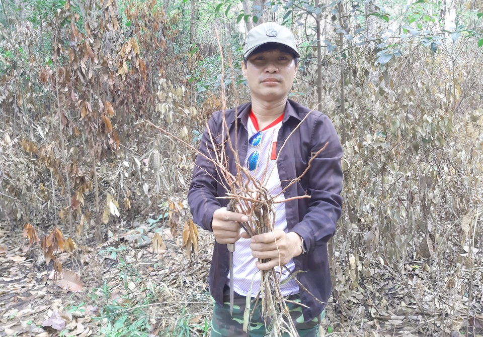 Đến Gia Lai chiêm ngưỡng nàng công chúa ngủ trong rừng - 4 Đến Gia Lai chiêm ngưỡng nàng công chúa ngủ trong rừng - 4