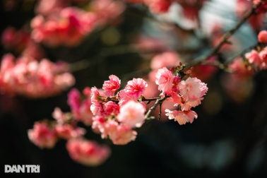 Sắc hoa anh đào Nhật Bản khoe sắc rực rỡ tại Sa Pa