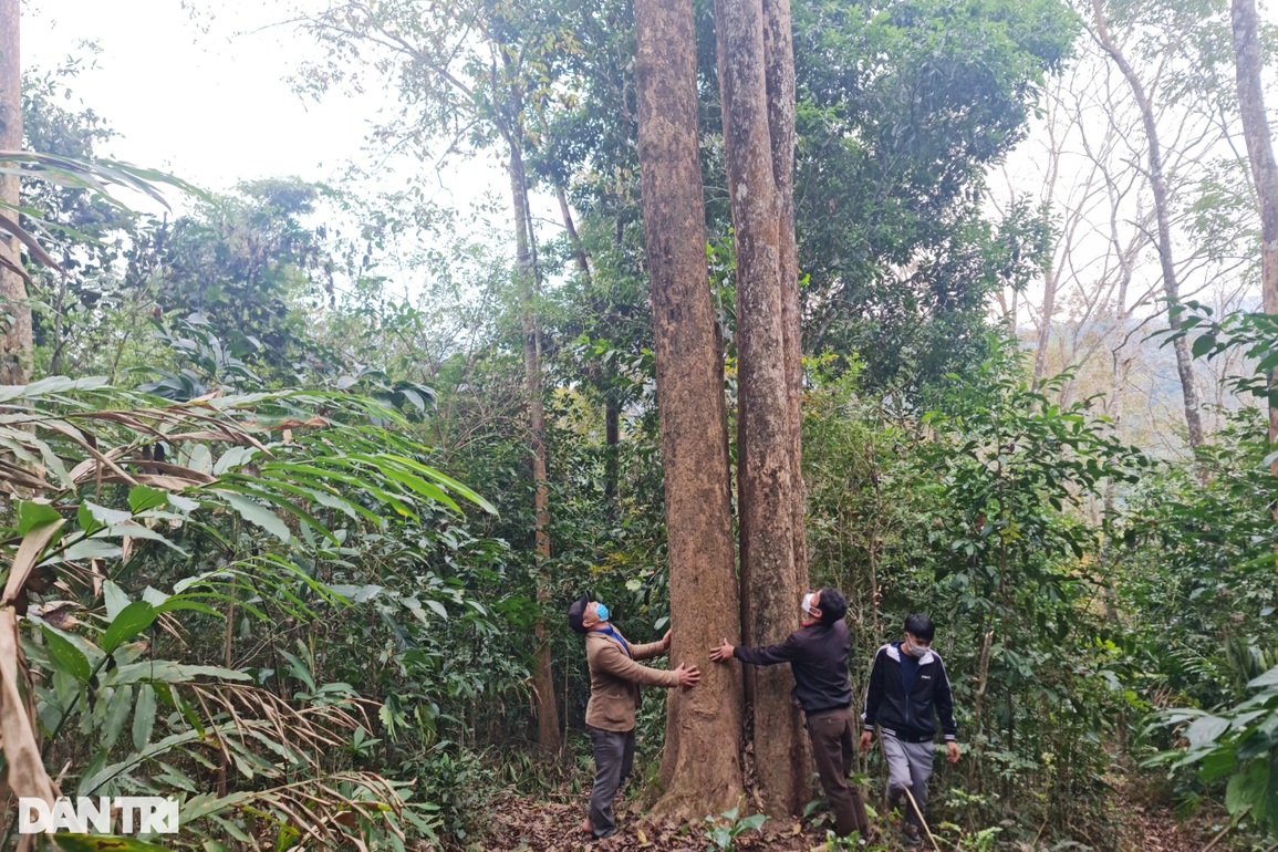 Già làng và câu chuyện bảo vệ báu vật nơi đại ngàn - 6 Già làng và câu chuyện bảo vệ báu vật nơi đại ngàn - 6