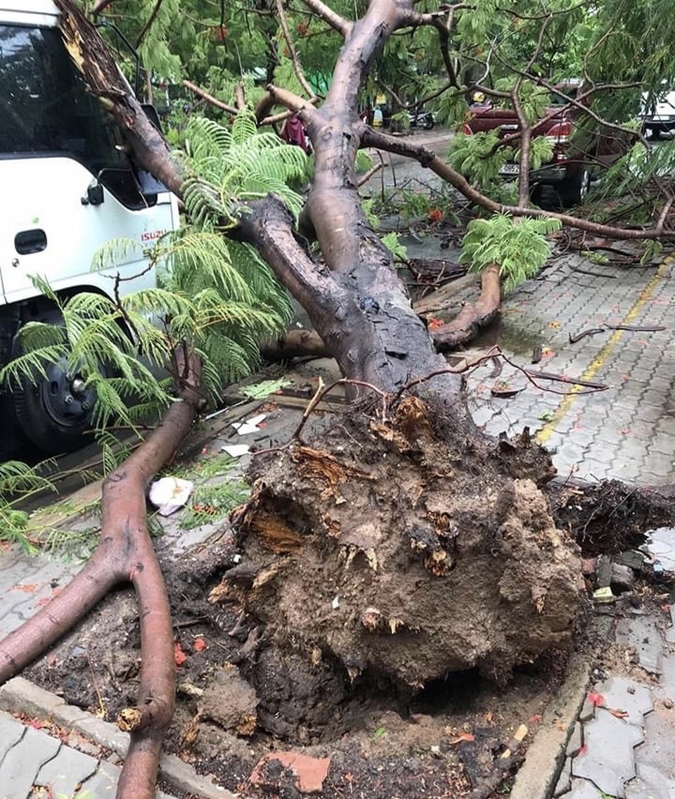 Cây phượng vĩ gần trường đại học bật gốc đổ đè xe tải - 1 Cây phượng vĩ gần trường đại học bật gốc đổ đè xe tải - 1