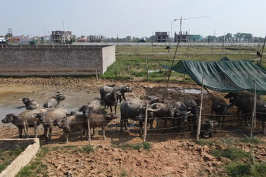 Hùa theo đấu giá để tăng giá, đất Mê Linh lại rơi vào trầm lắng