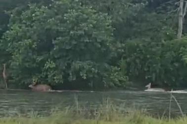 Hổ Bengal ẩn nấp trong bụi, bất ngờ lao ra cắn chết nai đang bơi qua sông