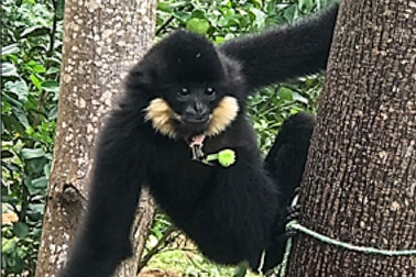 Vượn đen má hung quý hiếm lần đầu tiên xuất hiện tại Đà Nẵng