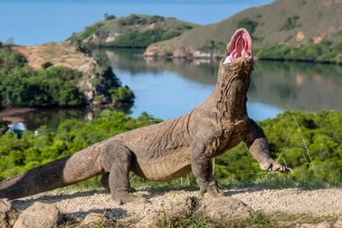 Tìm thấy lời giải cho sức mạnh hàm răng của rồng Komodo