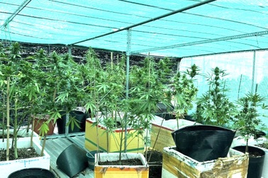 Nam sinh viên trồng cần sa trên mái nhà