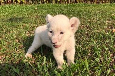 Đại gia đình Vinpearl Safari Phú Quốc đón thêm thành viên mới