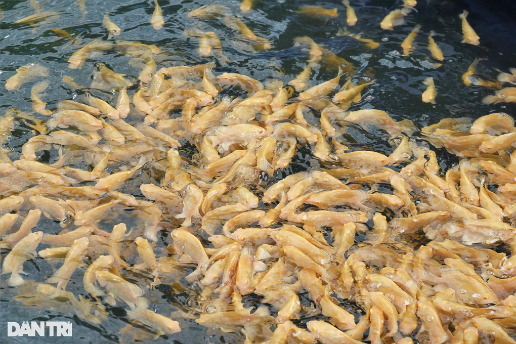 Nuôi loài cá bé nhưng hung hãn, 9X đút túi hơn nửa tỷ đồng mỗi năm - 4 Nuôi loài cá bé nhưng hung hãn, 9X đút túi hơn nửa tỷ đồng mỗi năm - 4