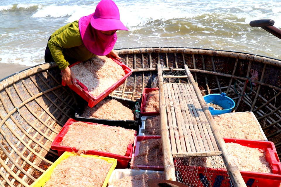 Ngư dân Quảng Nam trúng mùa ruốc biển - 2 Ngư dân Quảng Nam trúng mùa ruốc biển - 2
