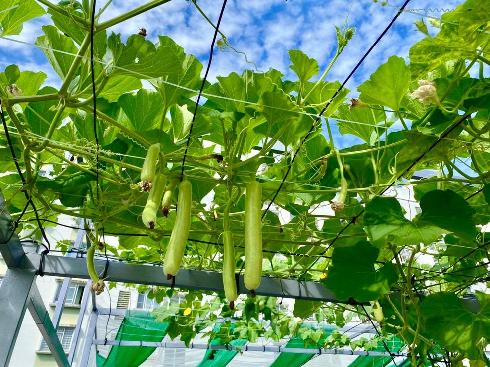 Giữa mùa dịch Covid-19, giám đốc trồng rau, nuôi cá trên nóc nhà ở TPHCM - 8 Giữa mùa dịch Covid-19, giám đốc trồng rau, nuôi cá trên nóc nhà ở TPHCM - 8