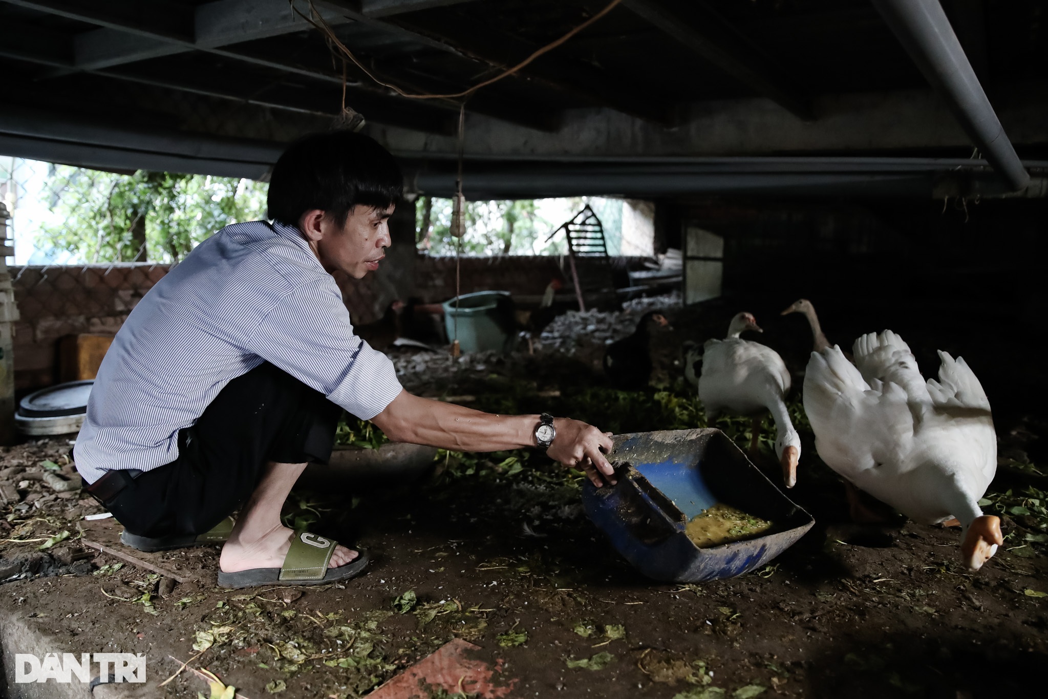 Thầy giáo công nhân bán gà, vịt mua sách vở cho học sinh nghèo - 1