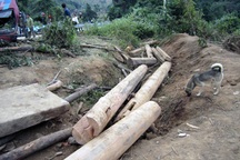 Ai là chủ nhân số gỗ lậu trên chuyến xe tử thần?