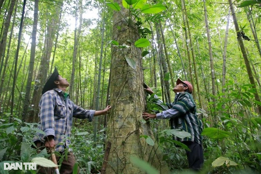 Chia nhau tiền tỷ bán tín chỉ carbon, người trồng thêm động lực giữ rừng - 1