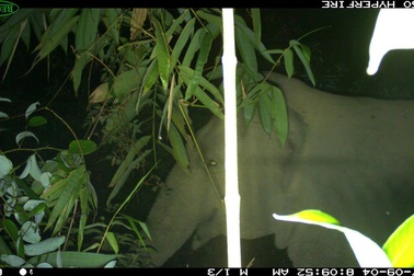 Voi rừng xuất hiện trở lại tại Vườn Quốc gia Vũ Quang