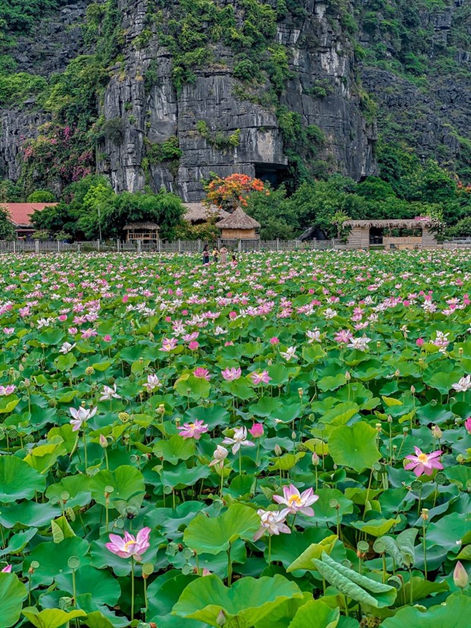 Đầm sen kỳ lạ nở tới tận mùa Đông dưới chân núi Ngọa Long - 5 Đầm sen kỳ lạ nở tới tận mùa Đông dưới chân núi Ngọa Long - 5