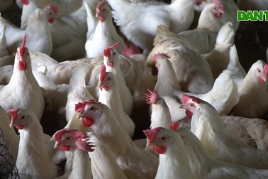 Hai người đàn ông tuổi Dậu bỏ lương cao về quê làm điều kỳ lạ với trứng gà