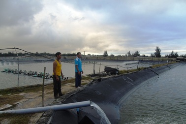 Các chủ hồ tôm mong nước biển an toàn để khôi phục sản xuất