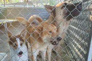 "Chó nhà nuôi tôi không ăn, chó hàng xóm tôi ăn bình thường"