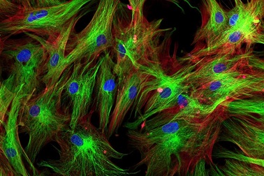 Cơ thể con người có bao nhiêu tế bào?