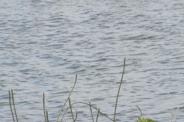 Hai bé gái đi bắt ốc bị đuối nước thương tâm