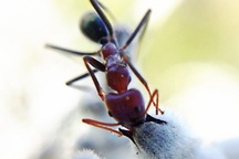 Loài kiến cũng biết thụ phấn cho hoa?