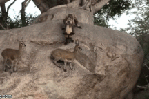 Bị đàn chó dữ bao vây, linh dương bình thản đứng im một chỗ và cái kết