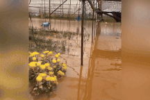 Chủ vườn Lâm Đồng mất trắng nửa tỷ đồng vì nước lũ cuốn trôi nông trại hoa