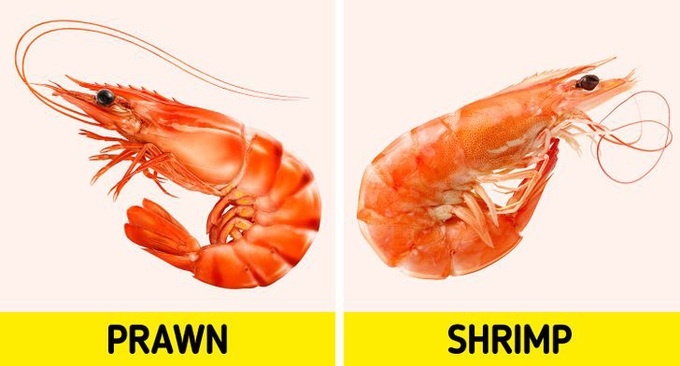 12 loại thực phẩm thường xuyên khiến người khác nhầm lẫn tai hại, chỉ nhìn vẻ ngoài thì đố ai phân biệt được - Ảnh 6. 12 loại thực phẩm thường xuyên khiến người khác nhầm lẫn tai hại, chỉ nhìn vẻ ngoài thì đố ai phân biệt được - Ảnh 6.