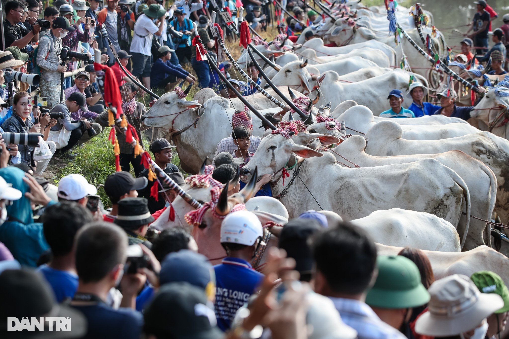 Những hình ảnh ấn tượng tại Hội đua bò chùa Rô 2023 - 5 Những hình ảnh ấn tượng tại Hội đua bò chùa Rô 2023 - 5
