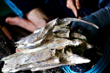 Kỳ công nghề "xoi" trầm, trật tay là mất tiền... chục triệu như chơi