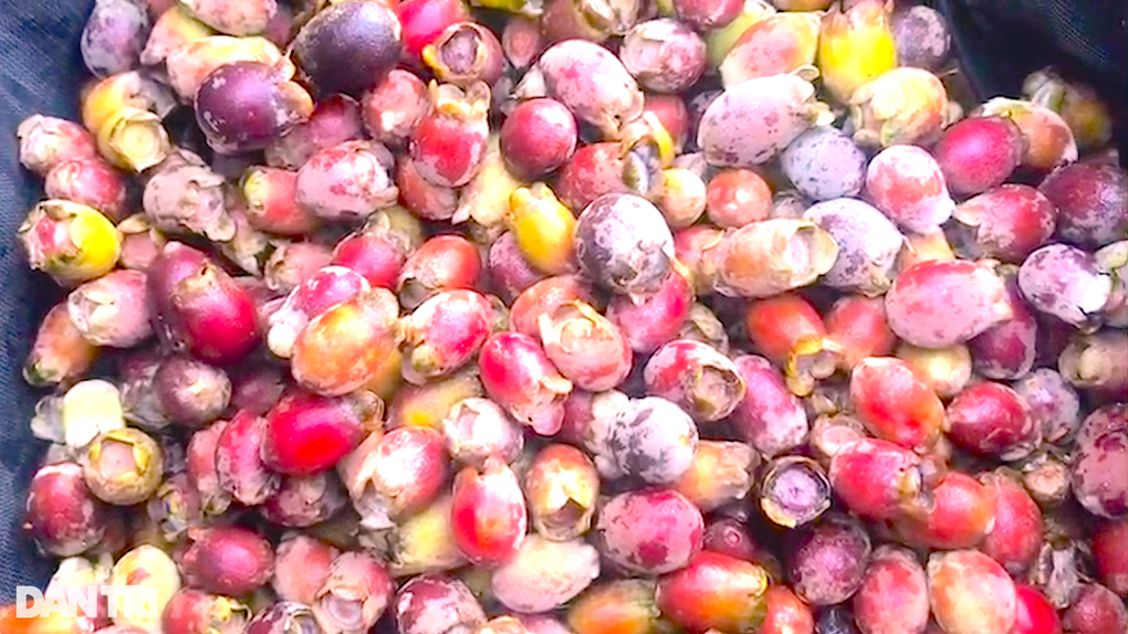 Thứ lộc trời màu tím lịm mang lại tiền triệu mỗi ngày cho nhà nông - 11 Thứ lộc trời màu tím lịm mang lại tiền triệu mỗi ngày cho nhà nông - 11
