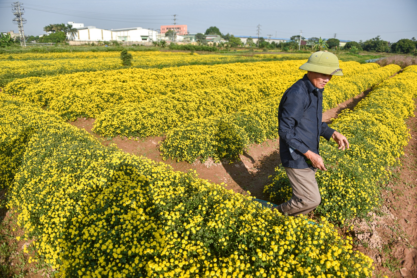 Hoa cúc tiến Vua Hưng Yên vào mùa vàng rực - 3