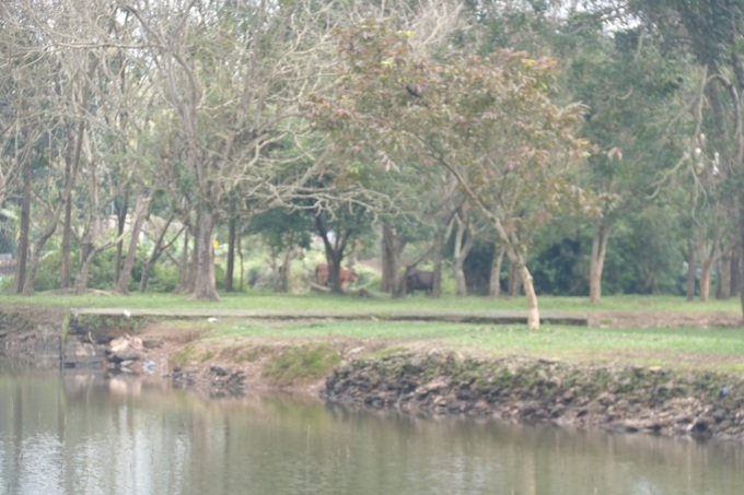 Trong khuôn viên di tích được UNESCO công nhận là Di sản Văn hoá thế giới, người dân thoải mái chăn thả súc vật dù có biển cấm.