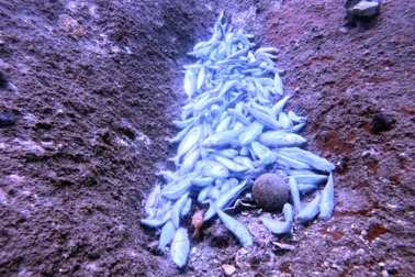 Cá chết trắng, san hô gẫy đổ ở dưới đáy biển tỉnh Khánh Hòa