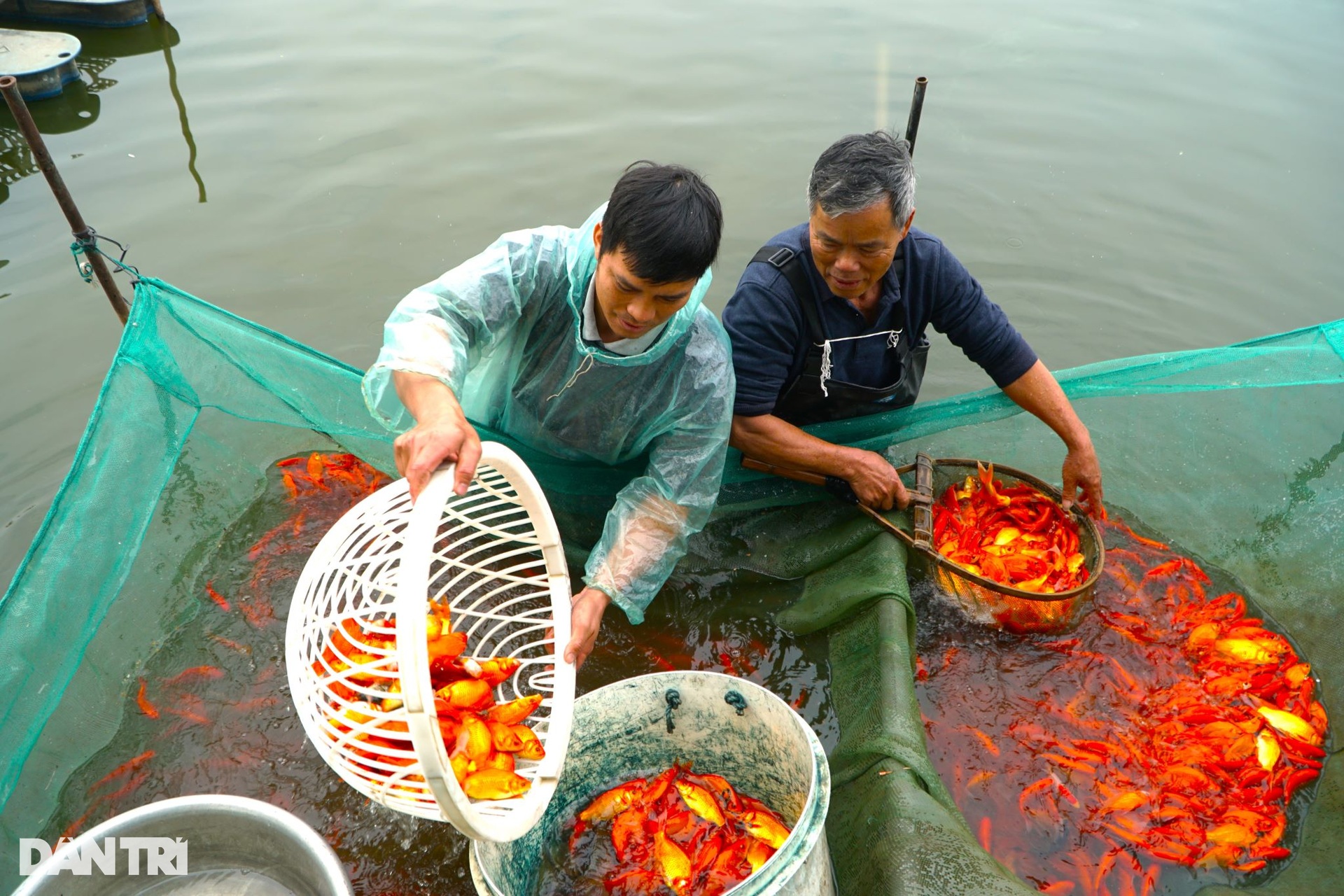 Cất mẻ lưới lớn nhất năm, kiếm trăm triệu đồng dịp Tết ông Công ông Táo - 4 Cất mẻ lưới lớn nhất năm, kiếm trăm triệu đồng dịp Tết ông Công ông Táo - 4