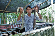 Chàng thợ hồ kiếm trăm triệu đồng mỗi năm với 8m2 bể nuôi nhung nhúc rắn