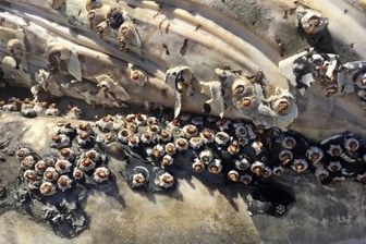 Giải mã mối lương duyên kỳ lạ hàng triệu năm giữa cá voi và hà biển