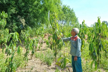 Người dân trắng tay sau 2 năm chặt keo tràm để trồng quế