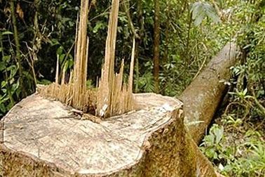 Khởi tố vụ phá rừng lớn nhất Đắk Nông 