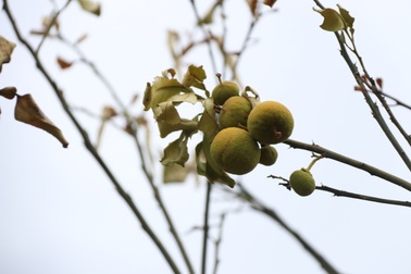 Nắng nóng kéo dài, làng bưởi đặc sản “quay quắt” chống hạn