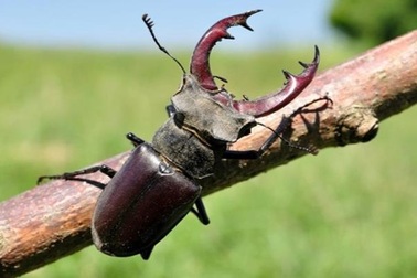 Chi 2 tỷ đồng để rước con bọ bé tí teo về làm thú cưng