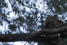 Leo cây rình bắt khỉ đầu chó, báo hoa mai bị đánh đuổi ngã nhào