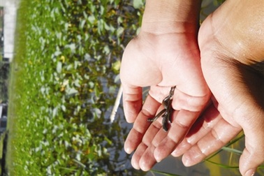 Đầu nậu bỏ đi, cánh đồng ngập đỉa