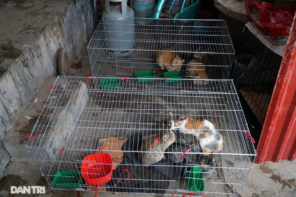 24 cá thể chó, mèo được cứu sống tại một lò giết mổ tiểu hổ - 6 24 cá thể chó, mèo được cứu sống tại một lò giết mổ tiểu hổ - 6