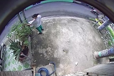 Người phụ nữ bị giật dây chuyền khi quan sát cây ổi trước nhà