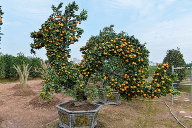 Cặp quýt khổng lồ tạo hình rồng đón Tết được chào bán giá 60 triệu đồng
