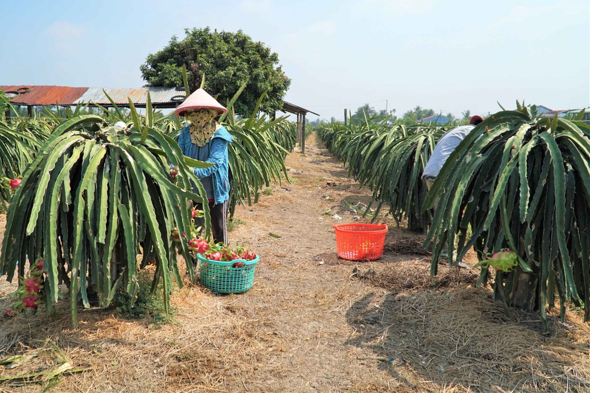 Người trồng thanh long điêu đứng vì giá rớt thê thảm - 1 Người trồng thanh long điêu đứng vì giá rớt thê thảm - 1