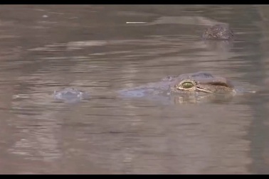 Cận cảnh pha săn lợn rừng hỏng ăn của cá sâu